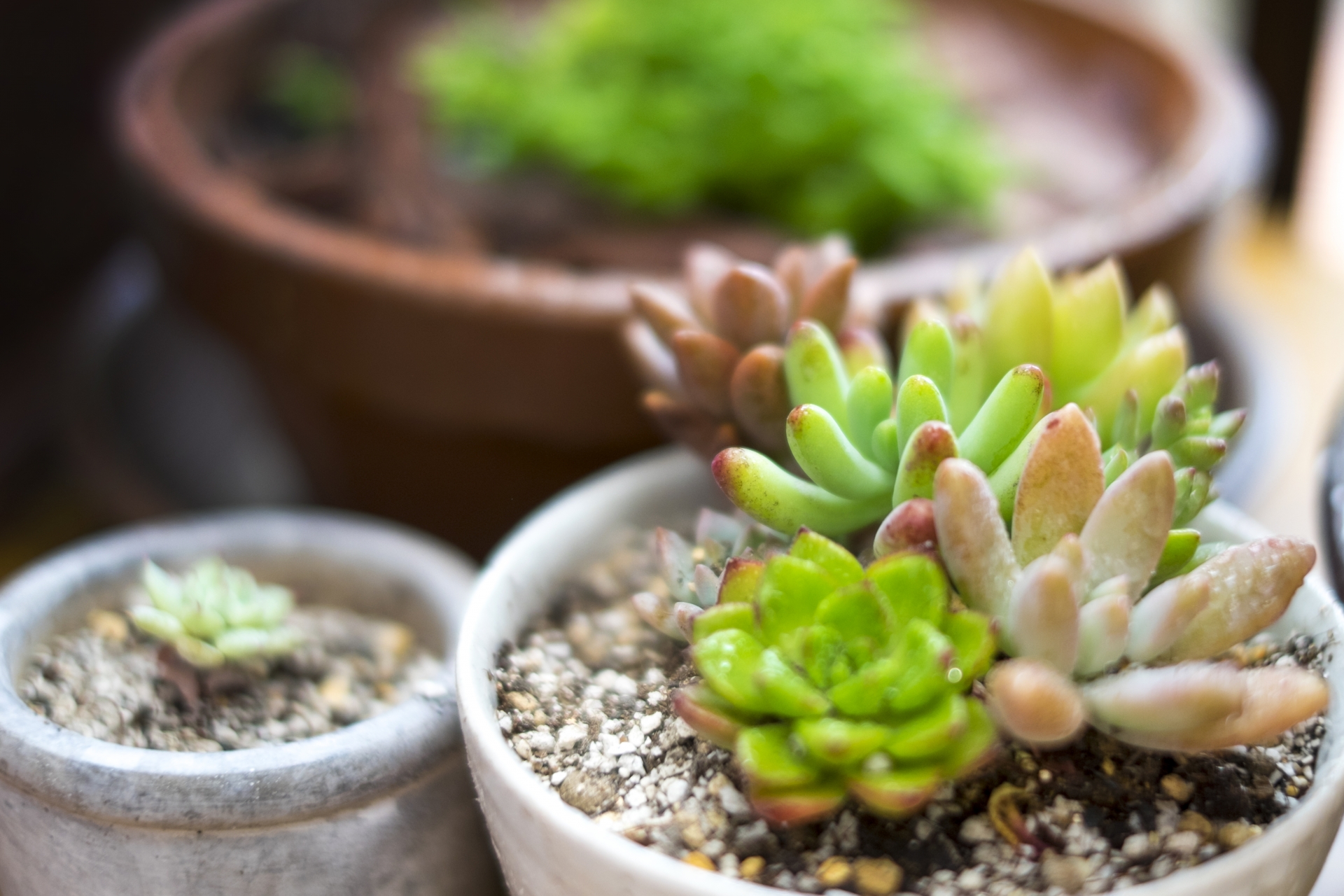 9. ゲラニオール